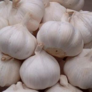Big Size Garlic