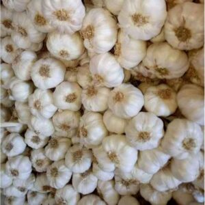 Kudi Size Garlic