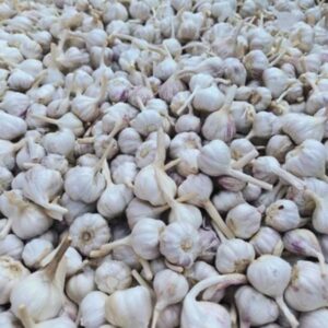 Kudi Size Garlic
