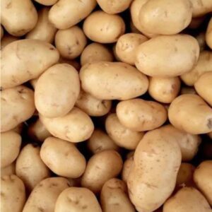 Indore Potato