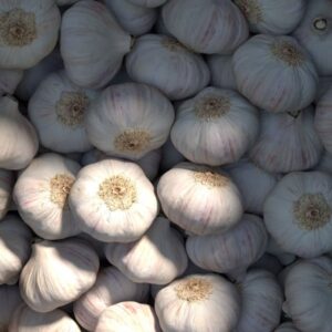 Regular Size Garlic