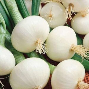 White Onion